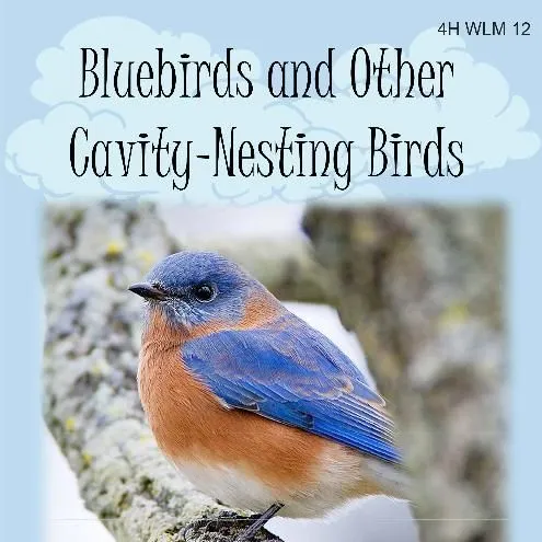 thumbnail for publication: Bluebirds and Other Cavity-Nesting Birds: Youth Project Book